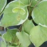 Bidens triplinervia Hostoa