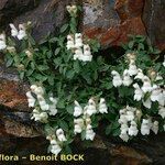 Antirrhinum sempervirens Habit