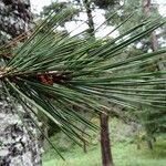 Pinus leucodermis Likasa
