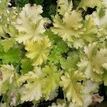 Heuchera maxima Feuille