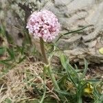 Valeriana tuberosaBlüte