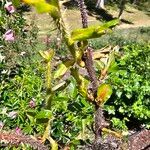 Rosa nitida Lehti