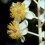 Calophyllum inophyllum Blüte