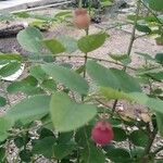 Sauropus androgynus Frucht