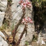 Sempervivum marmoreum Hábito