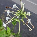 Nicotiana sylvestris Tervik taim