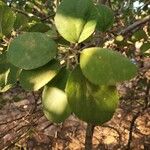 Cordia monoica ഇല