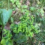 Hypericum mutilum Feuille