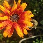 Dimorphotheca sinuata 花