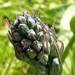 Phyteuma nigrum Flower