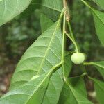 Gymnanthes riparia Fruto