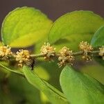 Drypetes gerrardii Flower