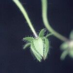 Nemophila phacelioides Fruit