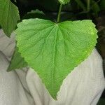 Spananthe paniculata 葉
