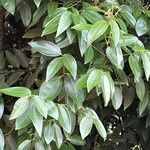 Cinnamomum burmanni Blad