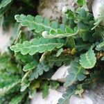 Asplenium ceterach Leaf