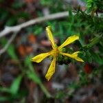 Hypericum canariense Flower