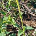 Petunia axillaris عادت داشتن