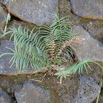 Pteris vittata Habitatea