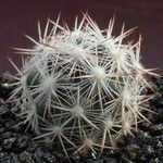Escobaria minima Hábito