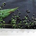 Lasiacis ruscifolia Otro