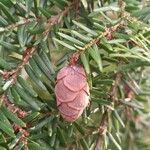 Tsuga canadensis Fruit