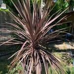 Cordyline australis Leaf