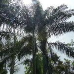 Dypsis decaryi Агульны выгляд