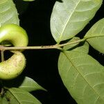 Tabernaemontana robinsonii Fruto