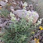 Sideritis hirsuta Costuma