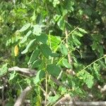 Phyllanthus calcicola