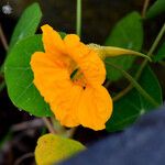 Tropaeolum majus Fleur