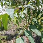 Corymbia citriodora 葉