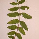Rhus coriaria Otro