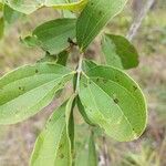 Strychnos madagascariensis Folha