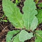 Verbascum virgatum Leaf