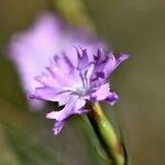 Dianthus benearnensis 花