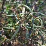 Cistus calycinus Feuille