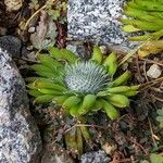 Orostachys spinosa Leaf