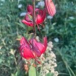 Lilium martagon Flower