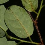 Annona amazonica ഇല