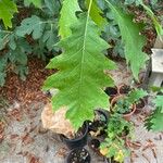 Quercus falcata Leaf