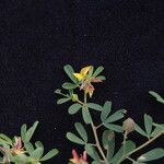 Crotalaria medicaginea موطن