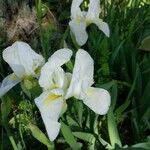 Iris albicans Virág
