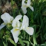 Iris albicans Blüte