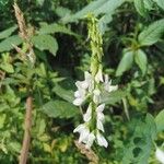 Galega officinalisFlower