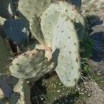 Opuntia robusta Leaf