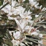 Retama raetam Fleur