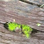 Mayaca fluviatilis Feuille