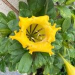 Solandra grandiflora Flower